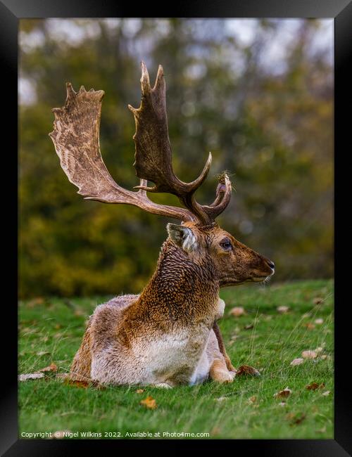 Fallow Deer Buck Framed Print by Nigel Wilkins