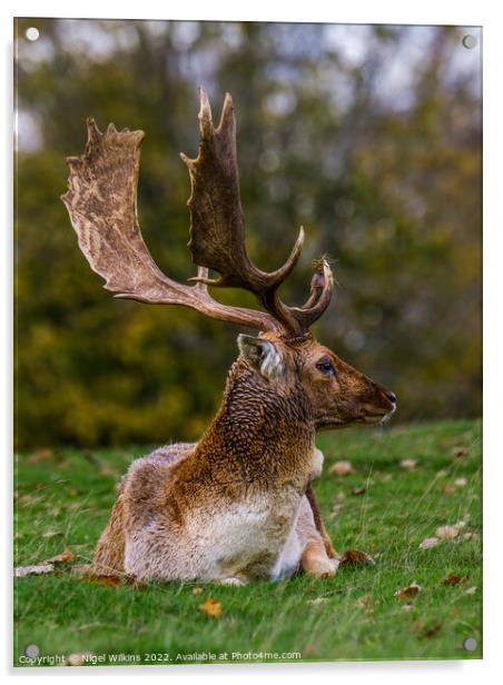 Fallow Deer Buck Acrylic by Nigel Wilkins