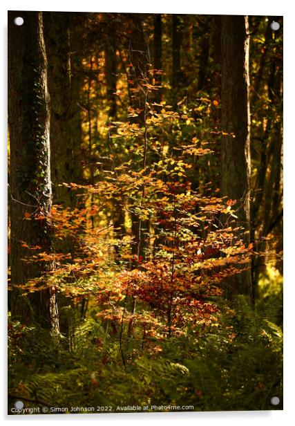 sunlit woodland  Acrylic by Simon Johnson