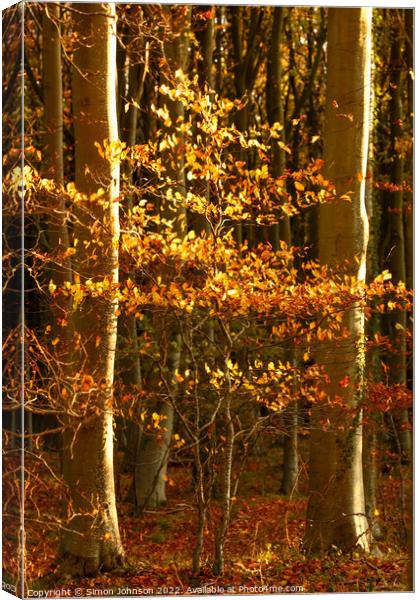 sunlit Beech tree Canvas Print by Simon Johnson