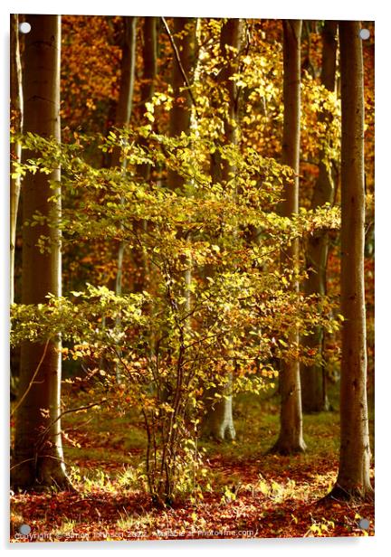 Autumnal woodland  Acrylic by Simon Johnson