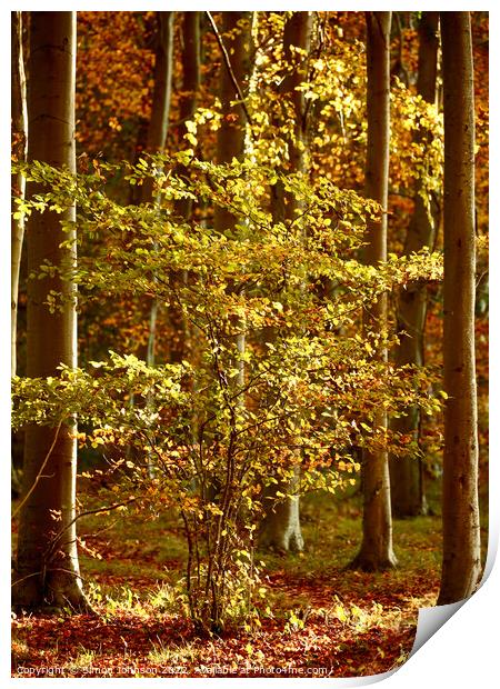 Autumnal woodland  Print by Simon Johnson