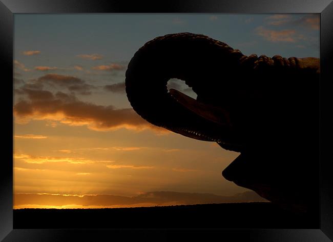 Majestic Elephant Silhouetted in African Sunset Framed Print by Jonathan Pankhurst