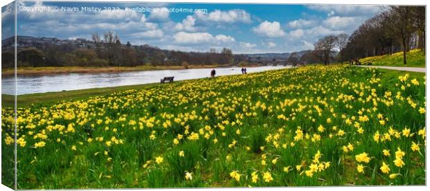 A display of daffodils on the banks of the River Dee Canvas Print by Navin Mistry