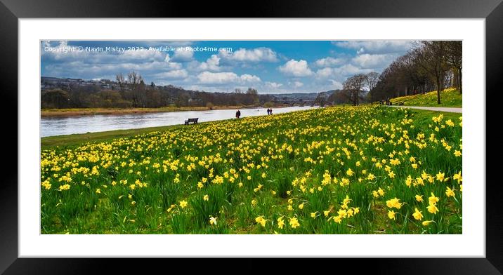 A display of daffodils on the banks of the River Dee Framed Mounted Print by Navin Mistry