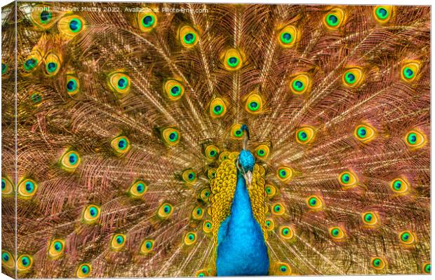A Peacock displaying its train of feathers Canvas Print by Navin Mistry