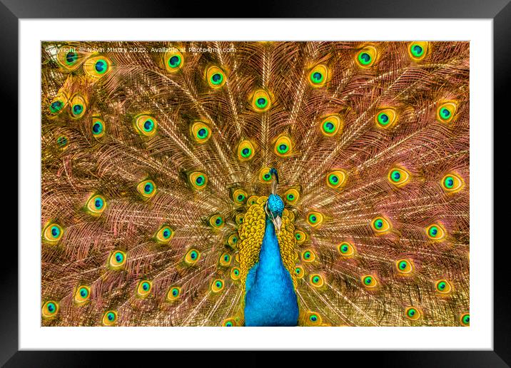 A Peacock displaying its train of feathers Framed Mounted Print by Navin Mistry