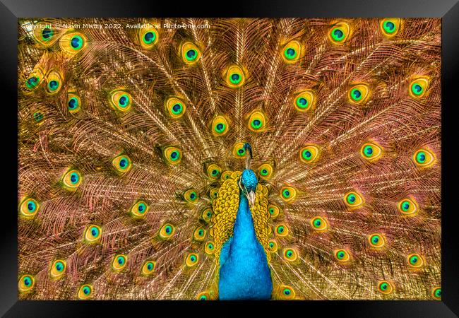 A Peacock displaying its train of feathers Framed Print by Navin Mistry