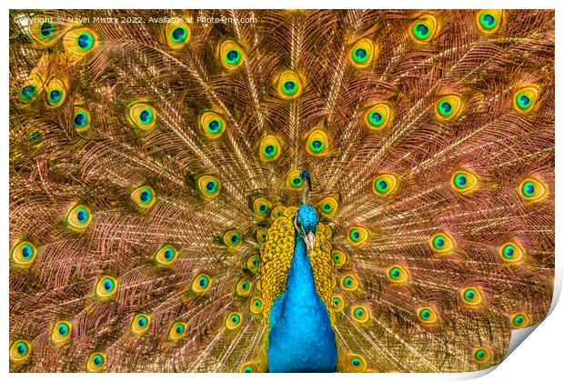 A Peacock displaying its train of feathers Print by Navin Mistry