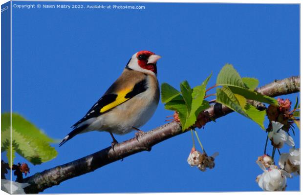 A European Goldfinch Canvas Print by Navin Mistry