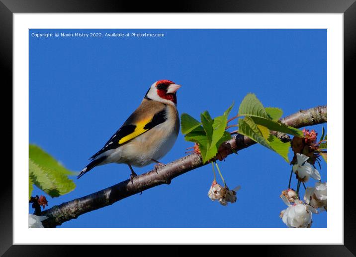 A European Goldfinch Framed Mounted Print by Navin Mistry