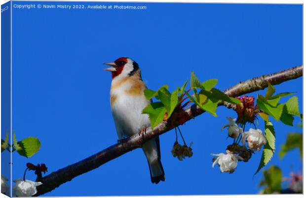 A European Goldfinch  Canvas Print by Navin Mistry