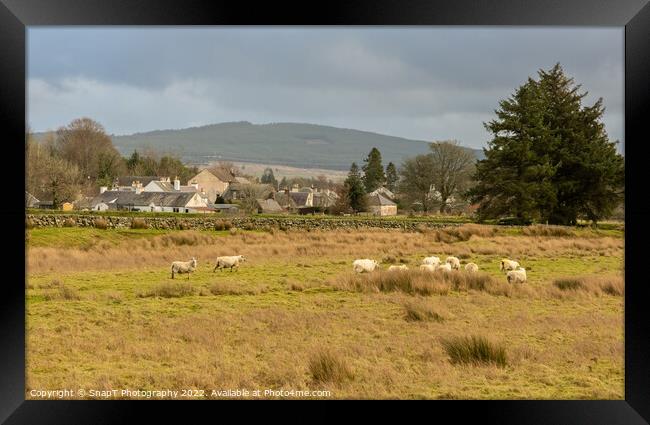 A flock of sheep in a Scottish field beside the town of Carsphairn, Scotland Framed Print by SnapT Photography