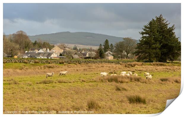 A flock of sheep in a Scottish field beside the town of Carsphairn, Scotland Print by SnapT Photography