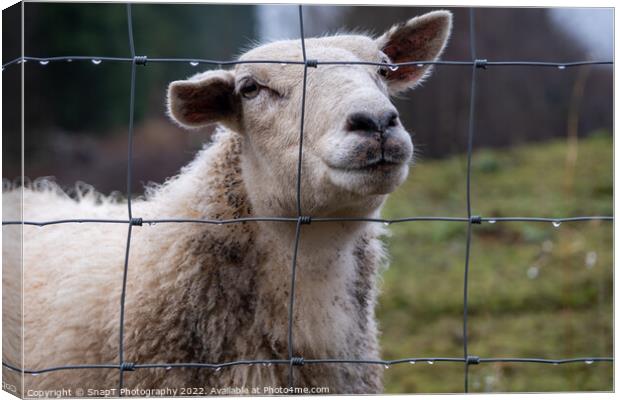A close up of a Scottish female ewe sheep looking through a wire fence in winter Canvas Print by SnapT Photography