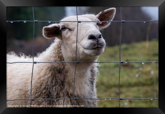 A close up of a Scottish female ewe sheep looking through a wire fence in winter Framed Print by SnapT Photography