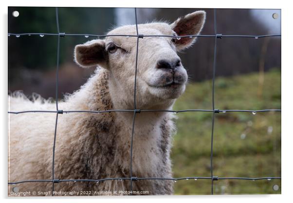 A close up of a Scottish female ewe sheep looking through a wire fence in winter Acrylic by SnapT Photography