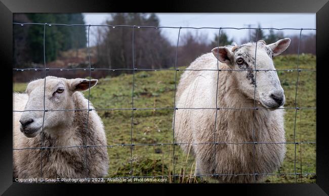 A pair of Scottish female ewe sheep looking through a wire fence in winter Framed Print by SnapT Photography