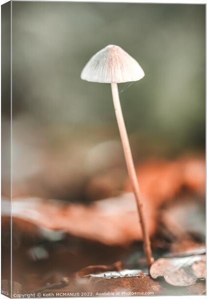 Lonely mushroom Canvas Print by Keith McManus