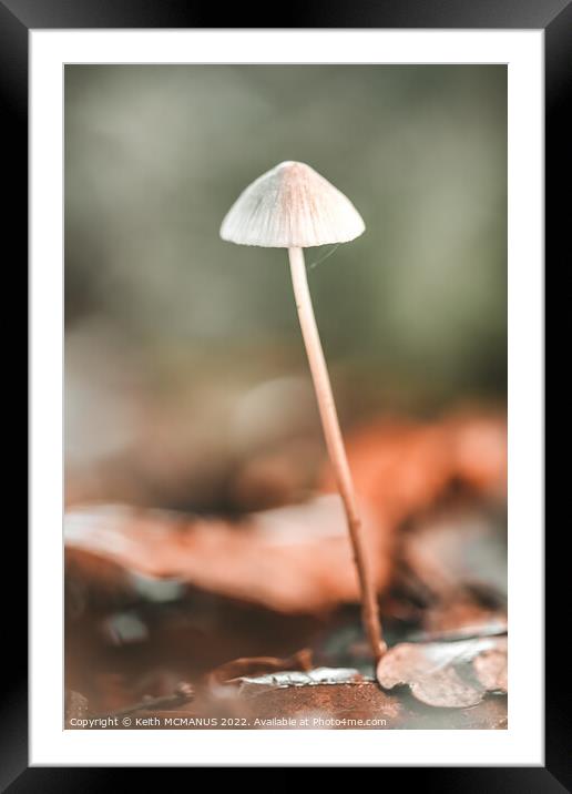 Lonely mushroom Framed Mounted Print by Keith McManus