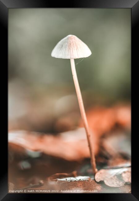 Lonely mushroom Framed Print by Keith McManus