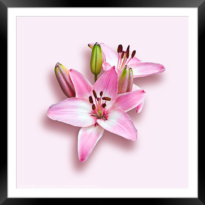 Spray of Pink Lilies Framed Mounted Print by Jane McIlroy