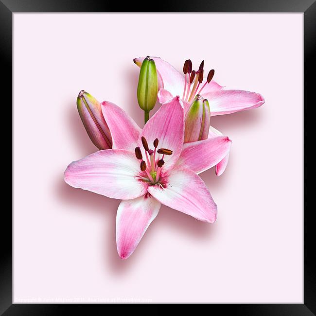 Spray of Pink Lilies Framed Print by Jane McIlroy