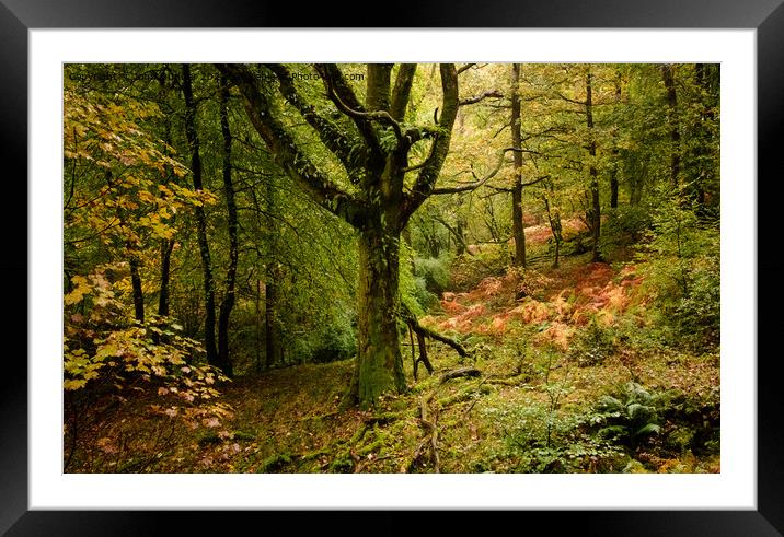 Autumn shades in Skelghyll Woods Framed Mounted Print by John Dunbar