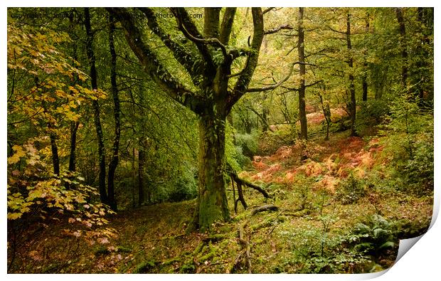 Autumn shades in Skelghyll Woods Print by John Dunbar