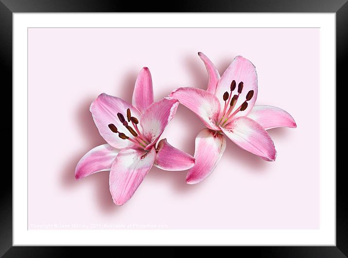 Spray of Pink Lilies Framed Mounted Print by Jane McIlroy