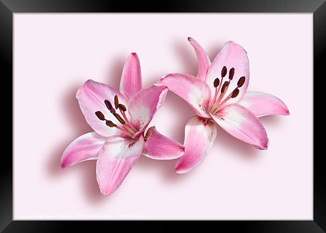 Spray of Pink Lilies Framed Print by Jane McIlroy