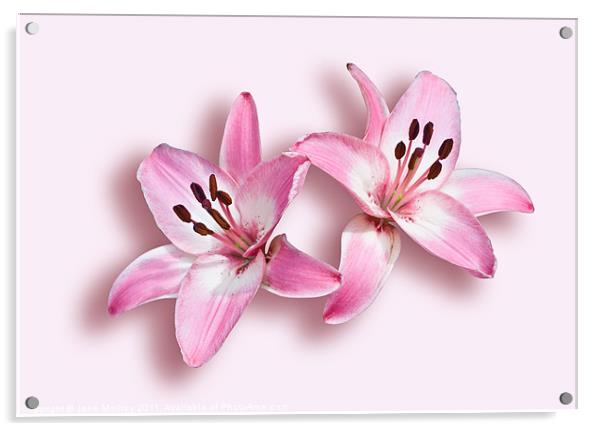 Spray of Pink Lilies Acrylic by Jane McIlroy