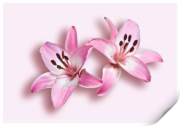 Spray of Pink Lilies Print by Jane McIlroy