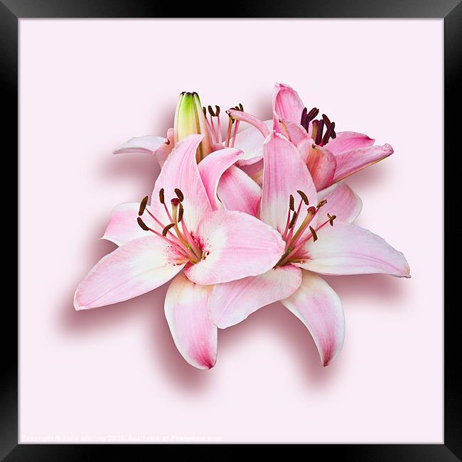 Spray of Pink Lilies Framed Print by Jane McIlroy