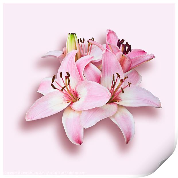 Spray of Pink Lilies Print by Jane McIlroy
