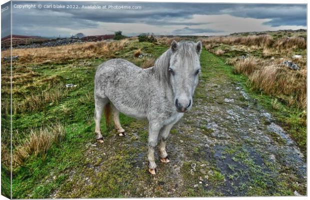 A wild welsh pony Canvas Print by carl blake