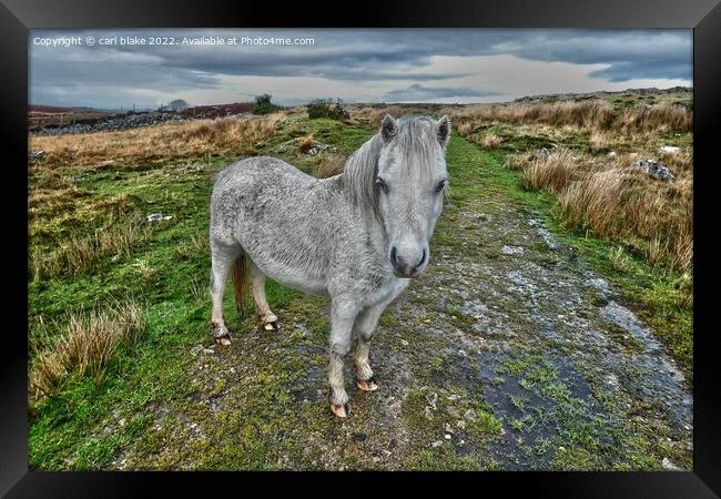 A wild welsh pony Framed Print by carl blake