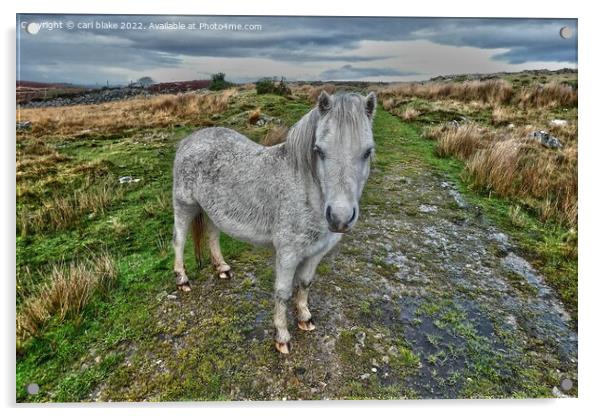A wild welsh pony Acrylic by carl blake