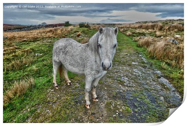 A wild welsh pony Print by carl blake