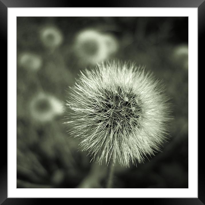 gentleness Framed Mounted Print by Heather Newton