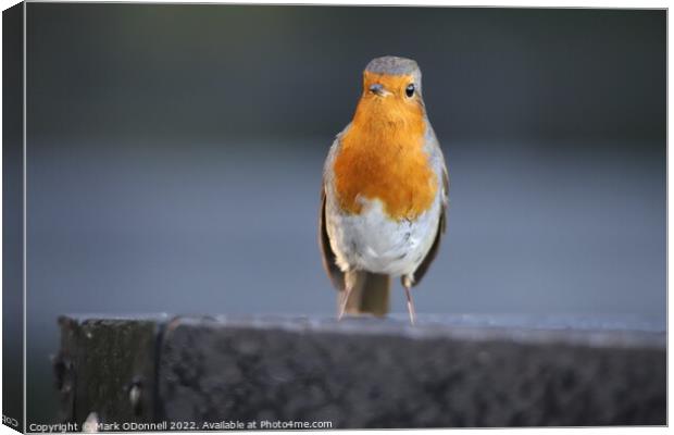 Robin standing on a ledge Canvas Print by Mark ODonnell