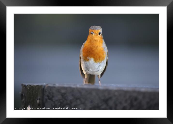 Robin standing on a ledge Framed Mounted Print by Mark ODonnell