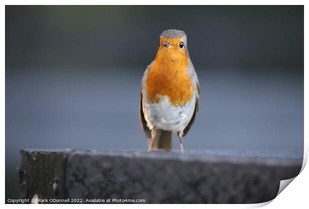 Robin standing on a ledge Print by Mark ODonnell