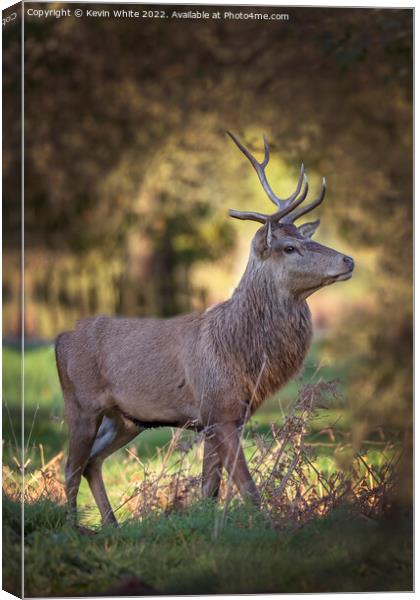 Young male deer with half grown antlers Canvas Print by Kevin White