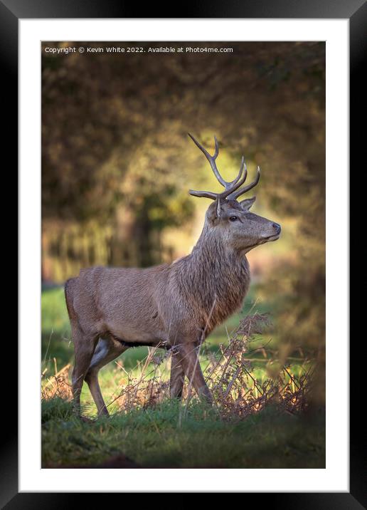Young male deer with half grown antlers Framed Mounted Print by Kevin White