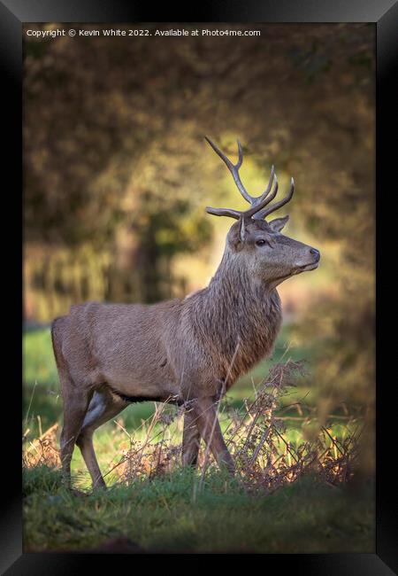 Young male deer with half grown antlers Framed Print by Kevin White