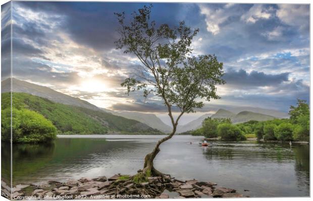 The beautiful lone tree Llanberis Wales Canvas Print by Phil Longfoot