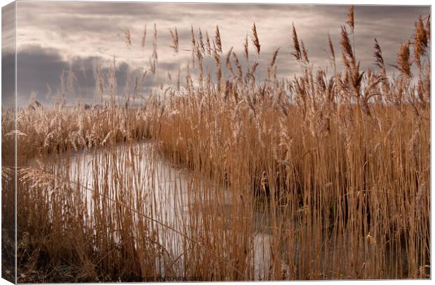 Frozen dyke on Pevensey marshes Canvas Print by Sally Wallis