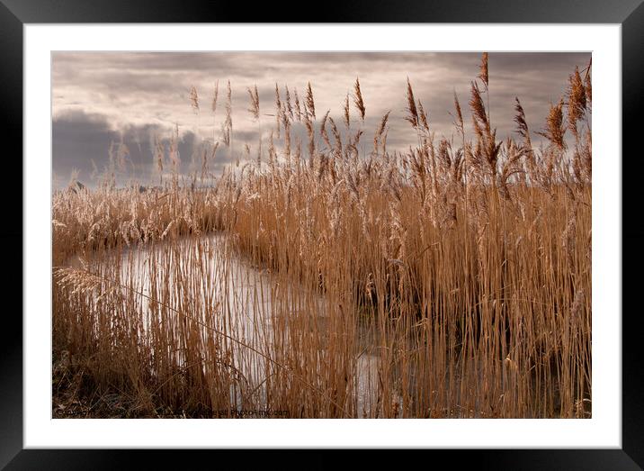 Frozen dyke on Pevensey marshes Framed Mounted Print by Sally Wallis
