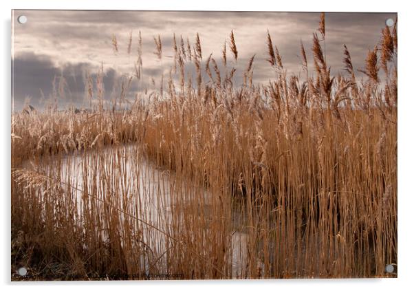 Frozen dyke on Pevensey marshes Acrylic by Sally Wallis